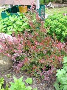Barberry Flower