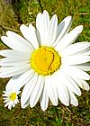 Shasta Daisy Flower