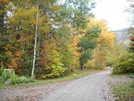 tree lined road leading to Camp Isnowhere